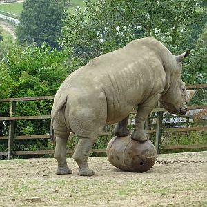 White Rhino posing