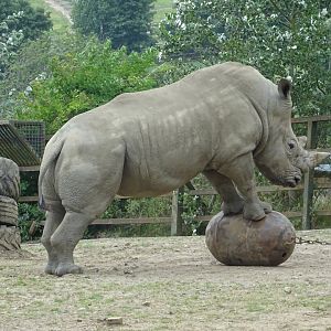 White Rhino posing