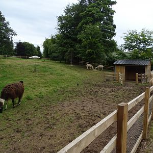 Llamas in zoo extension paddock, 16th July 2024