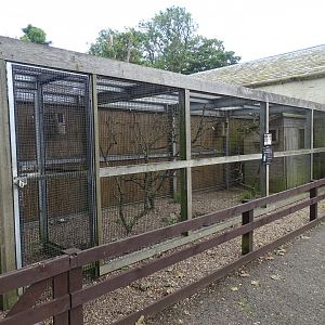 Aviary for Black-cheeked Lovebirds, 17th July 2024