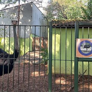 A funny looking rhea