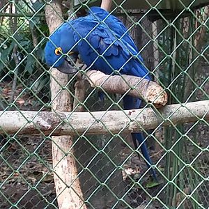 Hyacinth macaw