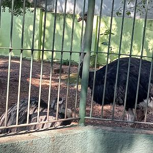 rhea and ostrich interacting.