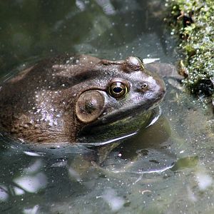 American Bullfrog (Lithobates catesbeianus) - wild