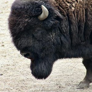 Plains Bison (Bison bison bison) male