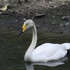 Whooper Swan (Cygnus cygnus)