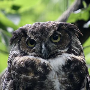 Great Horned Owl (Bubo virginianus)