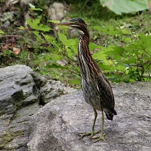 Green Heron (Butorides virescens virescens) subadult - wild
