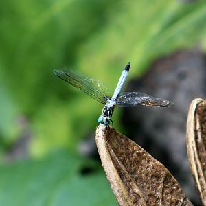 Blue Dasher (Pachydiplax longipennis) male - wild