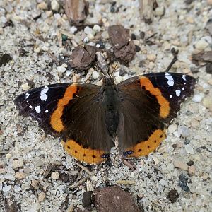 Red Admiral (Vanessa atalanta) - wild