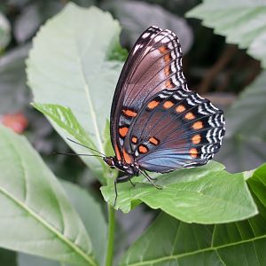 Red-Spotted Purple (Limenitis arthemis)
