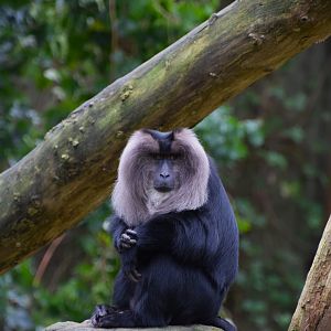 Lion-tailed macaque