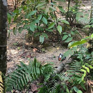 Luzon Bleeding-Heart Dove
