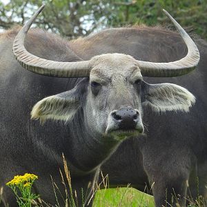 Asian Water Buffalo- July 2024