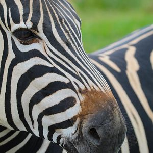 Chapman's Zebra close up- July 2024