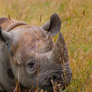 Eastern Black Rhino "Chanua"- July 2024