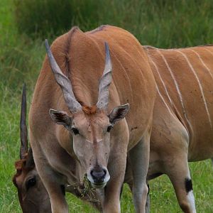 Common Eland- July 2024