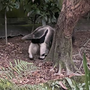 Giant Anteater (Myrmecophaga tridactyla)