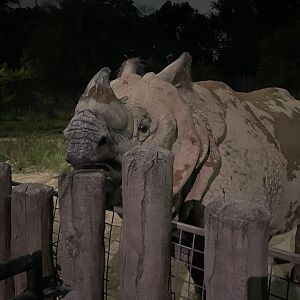 Indian Rhinoceros (Rhinoceros unicornis)