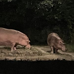 Nile Hippopotamus (Hippopotamus amphibius)