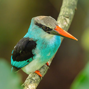 Blue-breasted Kingfisher (Halcyon Malimbica)