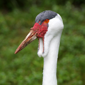 Wattled Crane