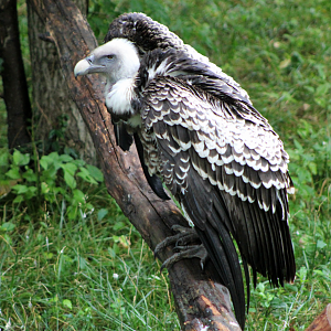 Ruppell's Griffon Vulture