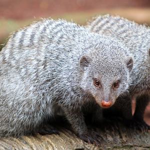 Banded Mongoose