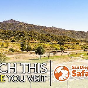 The Beginner's Guide to the San Diego Zoo Safari Park