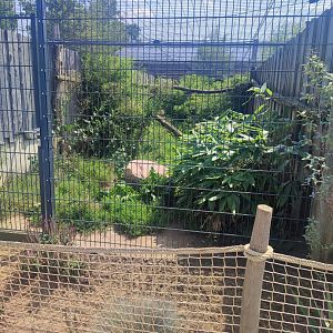 Ocelot enclosure - Artenschutzzentrum Grasleben