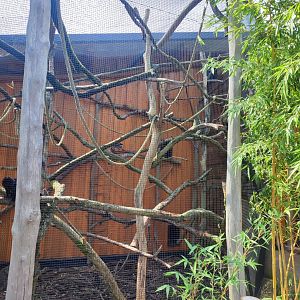 Emperor tamarin, Goeldi's marmoset, Southern tamandua and Guianan bearded saki first enclosure - Artenschutzzentrum Grasleben