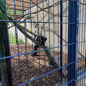 Guianan bearded saki enclosure - Artenschutzzentrum Grasleben