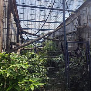 Mexican spider monkey enclosure - Artenschutzzentrum Grasleben