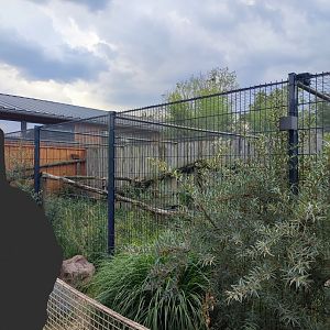 Jaguarundi enclosure - Artenschutzzentrum Grasleben