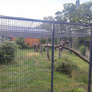 Dusky langur second enclosure - Artenschutzzentrum Grasleben