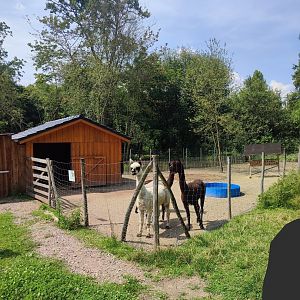 Alpaca enclosure - Artenschutzzentrum Grasleben