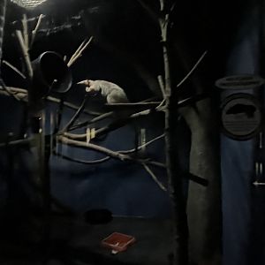 Southern tamandua exhibit