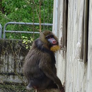 Mandrill (Mandrillus sphinx)