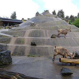 Alpine ibex enclosure