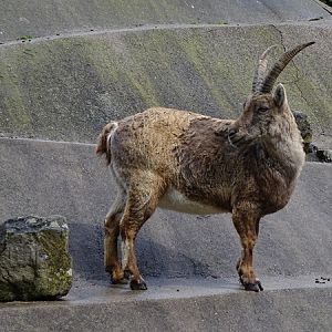 Alpine ibex (Capra ibex)