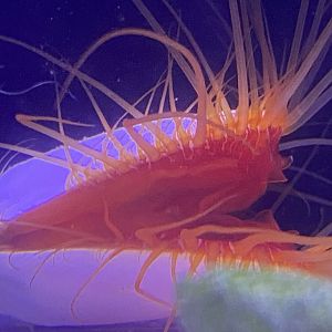 Electric flame scallop