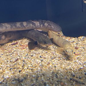 Mokele mbembe and marbled Senegal bichir