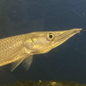 Gar characin