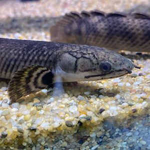 Mokele mbembe bichir