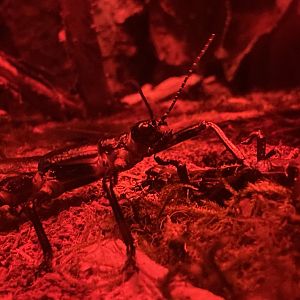 Lord Howe island stick insect