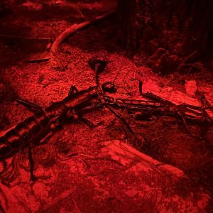 Lord Howe island stick insect