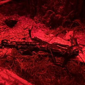 Lord Howe island stick insect molt or dead?