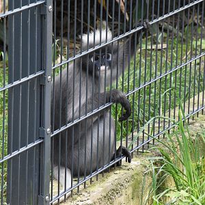 Dusky langur - Artenschutzzentrum Grasleben