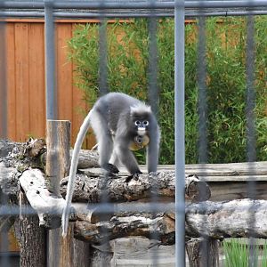 Dusky langur - Artenschutzzentrum Grasleben