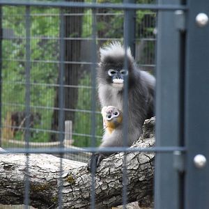 Dusky langur - Artenschutzzentrum Grasleben